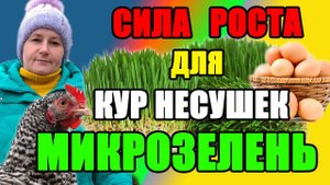 МИКРОЗЕЛЕНЬ для кур несушек. В чем сила роста.
