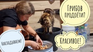 Гигантские опята! Кошка Морошка устроила себе грибалку на кухне, потому что ей рыбов не докладывают