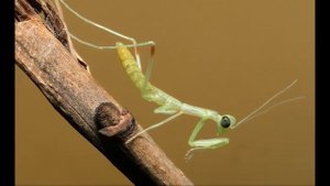 Богомол обыкновенный и интересные факты о нем