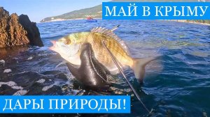 Май в КРЫМУ! - Рыбалка, креветки, грибы и подводная охота - весенние приключения и дары природы!!)