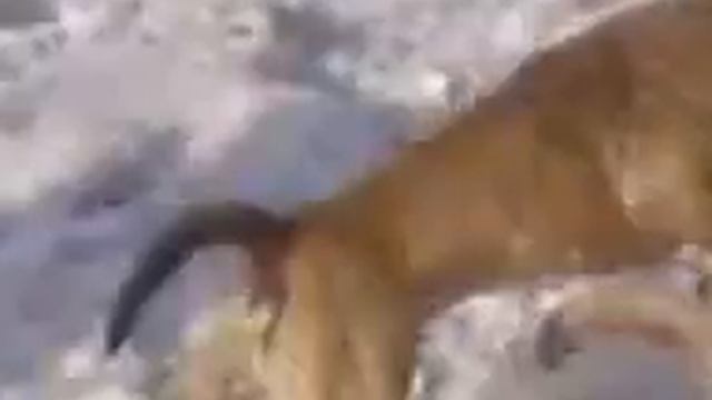 Волк против стафорда.3gp_(360p).flv смотреть онлайн