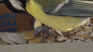 ЧТО ЕДЯТ ПТИЦЫ ЗИМОЙ? ЭКСПЕРИМЕНТ на кормушке 4К - синицы сами выбирают корм