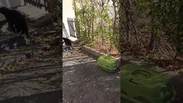 Ловим бывшедомашнюю вислоушку. Не поймали.. смотреть онлайн