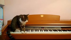 Кот играет на пианино