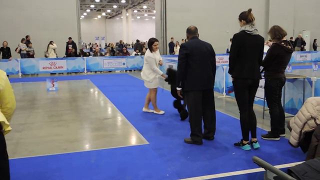 Россия-2017. Кубок президента РКФ. Большие пудели классического окраса. Суки - открытый класс.