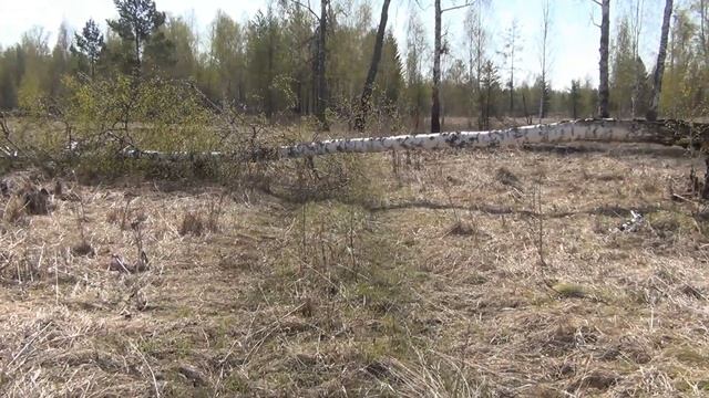 Грибковые организмы перерабатывают древесину лиственницы в вату смотреть онлайн