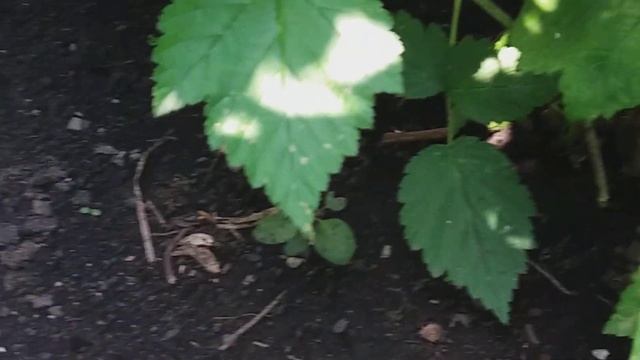 Плодоношение ремонтантной малины на побегах прошлого года. смотреть онлайн