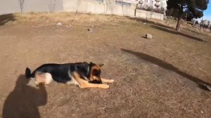 Какие команды должна знать Немецкая овчарка в 1 год | Приключения Арчи