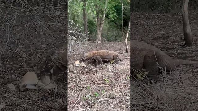 Komodo joking with goat😱😱😱😱