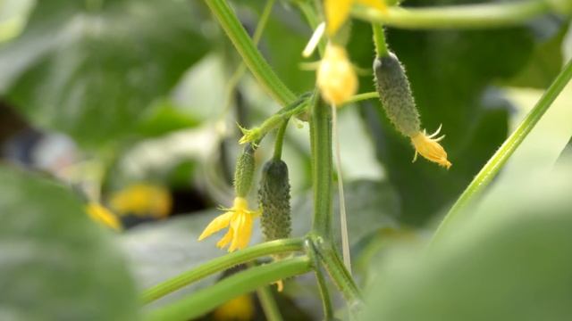 ПОДКОРМИТЕ ЭТИМ В ИЮЛЕ И АВГУСТЕ ОГУРЦЫ И ОНИ БУДУТ ПЛОДОНОСИТЬ ОЧЕНЬ ДОЛГО смотреть онлайн