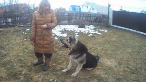 Восточно Европейская Овчарка.Граф он же Жрец.пришла весна.