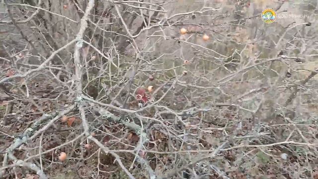 Дикая МУШМУЛА в горах Крыма! смотреть онлайн