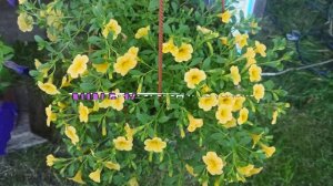 Семена Калибрахоа взойдут Щёткой от такого способа посадки! Секрет успешного посева семян Цветов