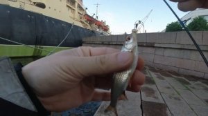 #Мормышинг Нева Безмотылка