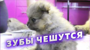 Щенкам шпица 31 день. У щенков режутся зубы. Новая игрушка для щенков. Померанские игры