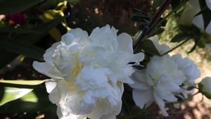 My back yard Peonies flowers Duchesse De Nemours 2nd year blooms