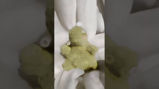 Вязаный динозавр ? #амигуруми #amigurumi #вязанаяигрушка #вязаныеигрушки #вязаниекрючком #crochet смотреть онлайн