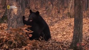 Дикая природа | Гималайский медведь⭐⭐⭐⭐⭐