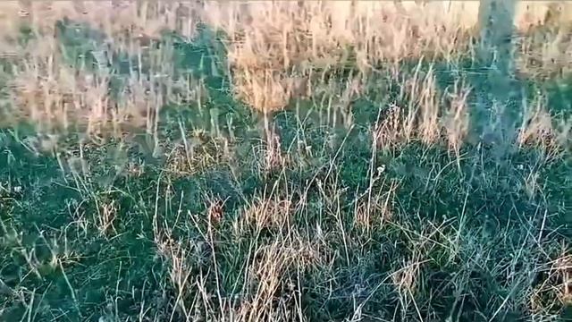 Суперский коп чермета с металлоискателем МД - 4060. Траки прут по полной.