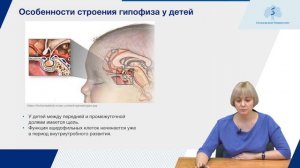 Эндокринная система