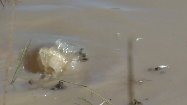 CROCODILO GIGANTE: 5 Maiores Crocodilos do Mundo