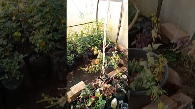 мой результат выращивания корнесобственных роз смотреть онлайн