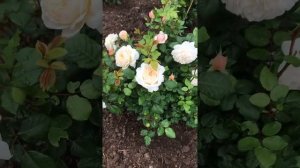 Crocus Rose (крокус роуз) первогодок