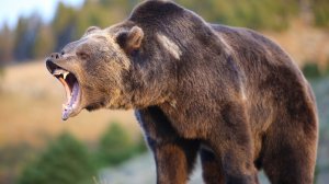 Звуки Грозного Медведя Гризли / Grizzly Bear Sounds