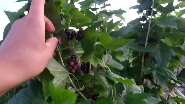 чорна смородина "Бен Хоуп" смотреть онлайн