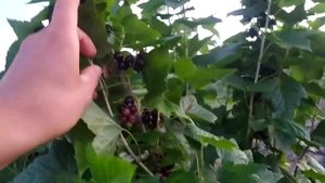 чорна смородина "Бен Хоуп"
