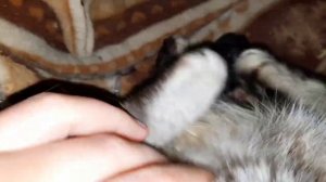 СТАРАЯ КОШКА РОЖАЕТ ! РОЖДЕНИЕ КОТЯТ