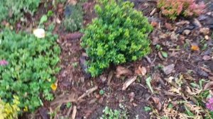 Хвойный сад в начале октября)))