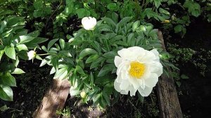 Пион Мисс Америка (Miss America)