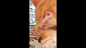 Рыжий кот Барсик 6 минут умывается и чистится (скорость 1,5)