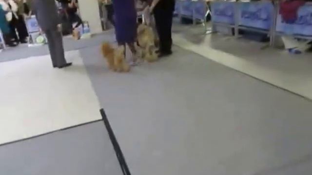 Заключительный БЭСТ пуделей. Моно 12.12.2015г. Петербург смотреть онлайн