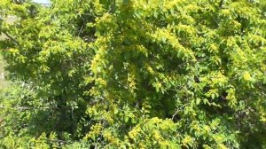 Держи-дерево, палиурус. Медонос!