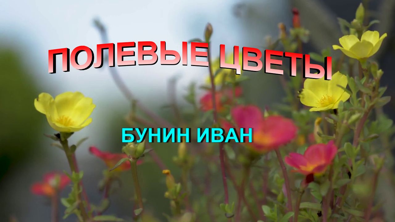 Иван Бунин полевые цветы