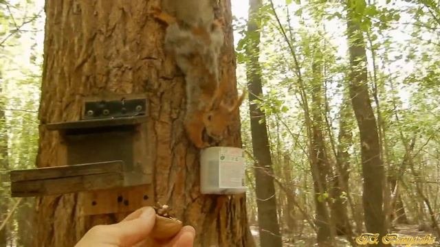 Белки в парке. Храбрый бельчонок. Быстрый отчёт о встрече 15.05.2022