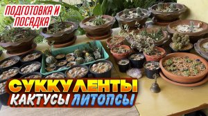 Посадка КАКТУСОВ и ЛИТОПСОВ и их оформление