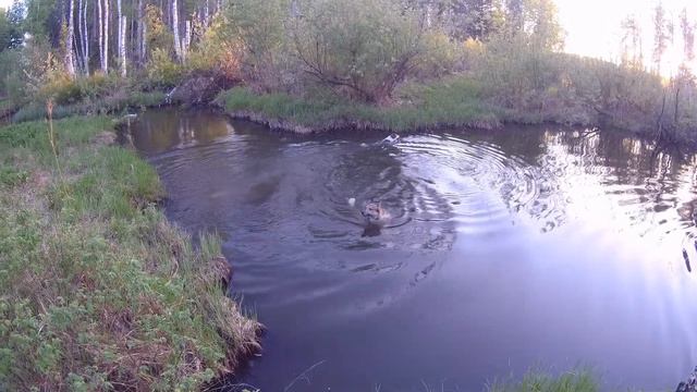 С Ромкой выгуливаем собак смотреть онлайн