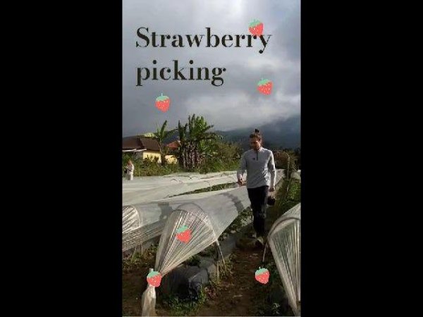 Delightful Strawberry Picking Adventure in a Mo