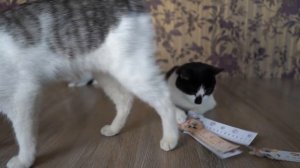 BACK TO SCHOOL 2018! КОТ МАЛЫШ и КОШЕЧКА МУРКА и 5 идей необычной канцелярии для школы. ШКОЛА КОТОВ