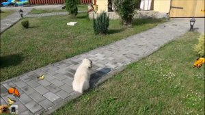 ПЕКИНЕС ПОДАЕТ СВОЙ ЗВОНКИЙ ГОЛОС