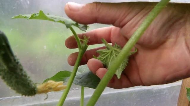 █ УХОД за ОГУРЦАМИ ШАГ - 3 / ч. 12 // Формирование ПАСЫНКИ и СТЕБЛИ. смотреть онлайн