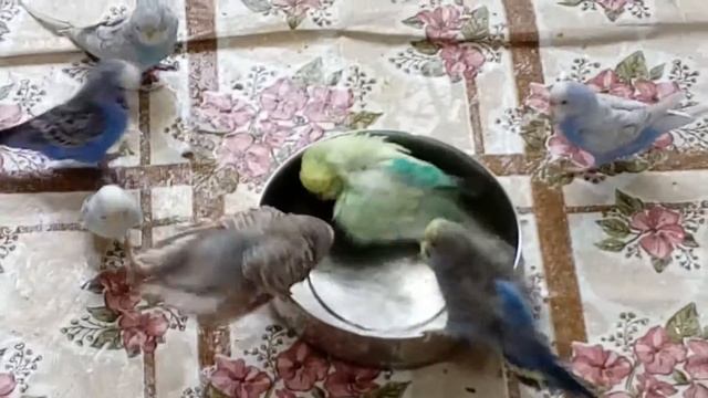 VIDEO0059Волнистые попугайчики купаются смотреть онлайн