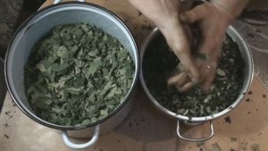 Чай из топинамбура