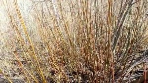 Ранний медонос ива козья.