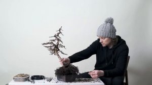 ЯПОНСКИЙ БОНСАЙ ИЗ ЛИСТВЕННИЦЫ. Мастер-класс своими руками.