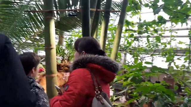 Ботанический сад города Санкт-Петербурга дендрарий смотреть онлайн