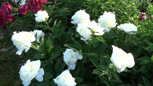 Пион БРАЙДЕЛ АЙСИНГ / Paeonia BRIDAL ICING - ОБЗОР, ОПИСАНИЕ, ЦВЕТЕНИЕ, ОТЗЫВ